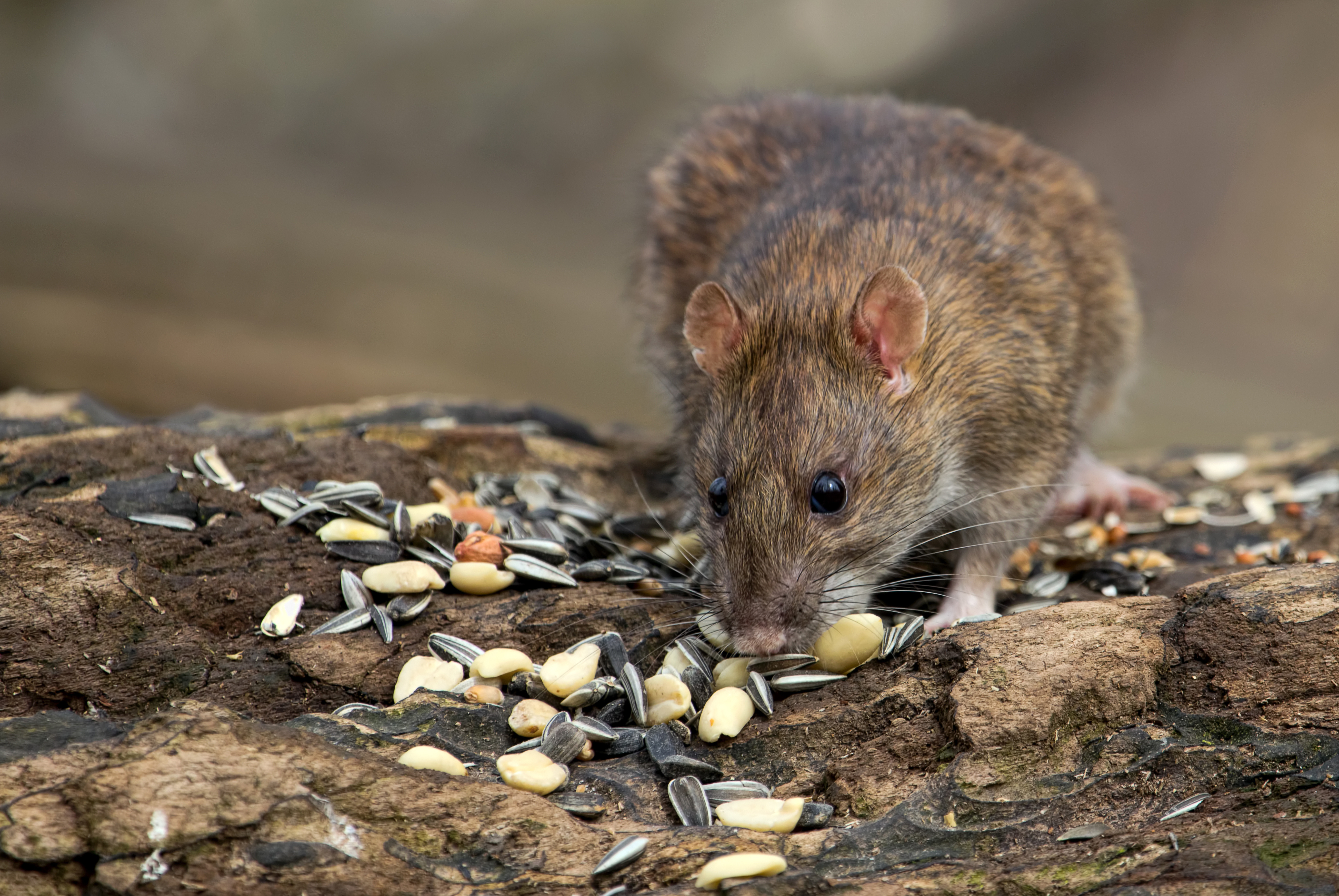 Wanderratte bekämpfen Wanderratte bekämpfen