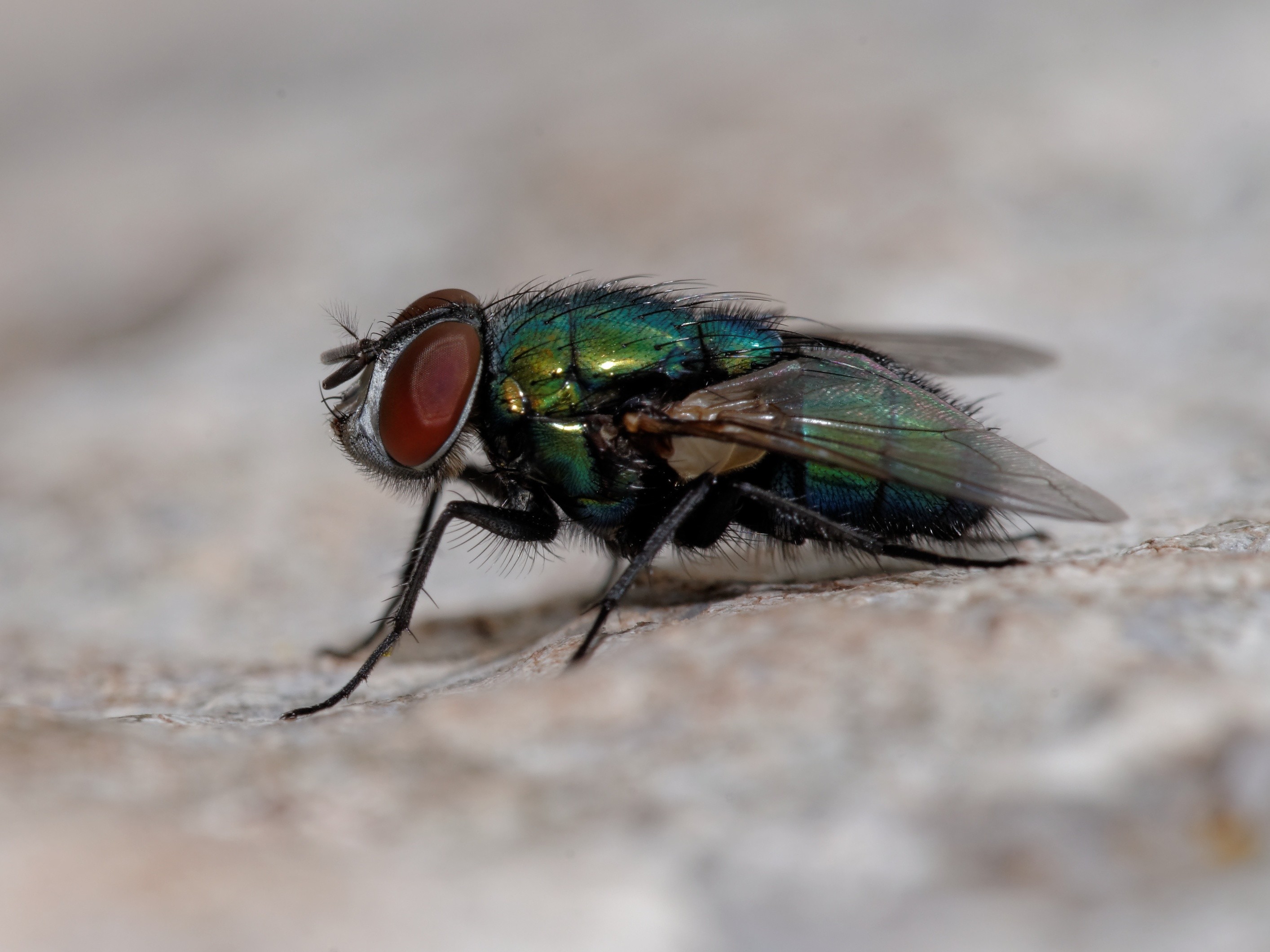 Fliegen bekämpfen