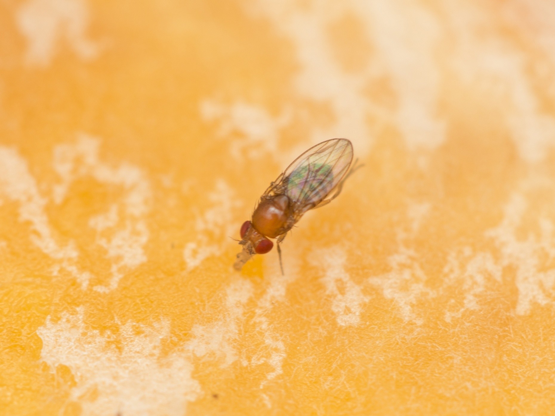 Fruchtfliegen bekämpfen