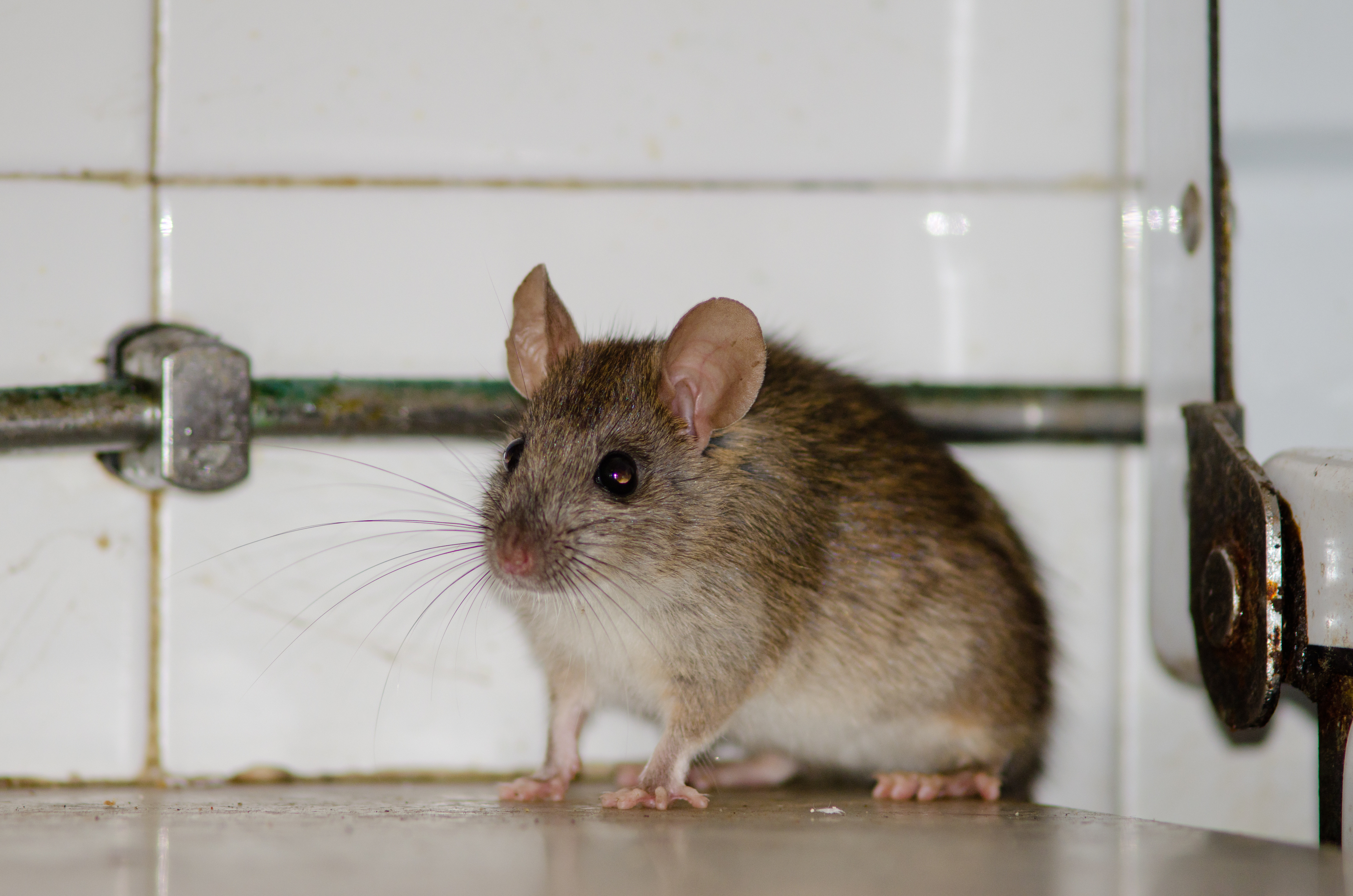 Hausratte bekämpfen Hausratte bekämpfen