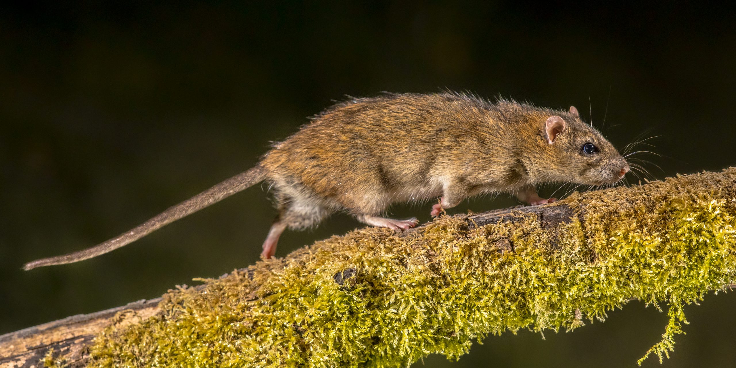 Wanderratten bekämpfen