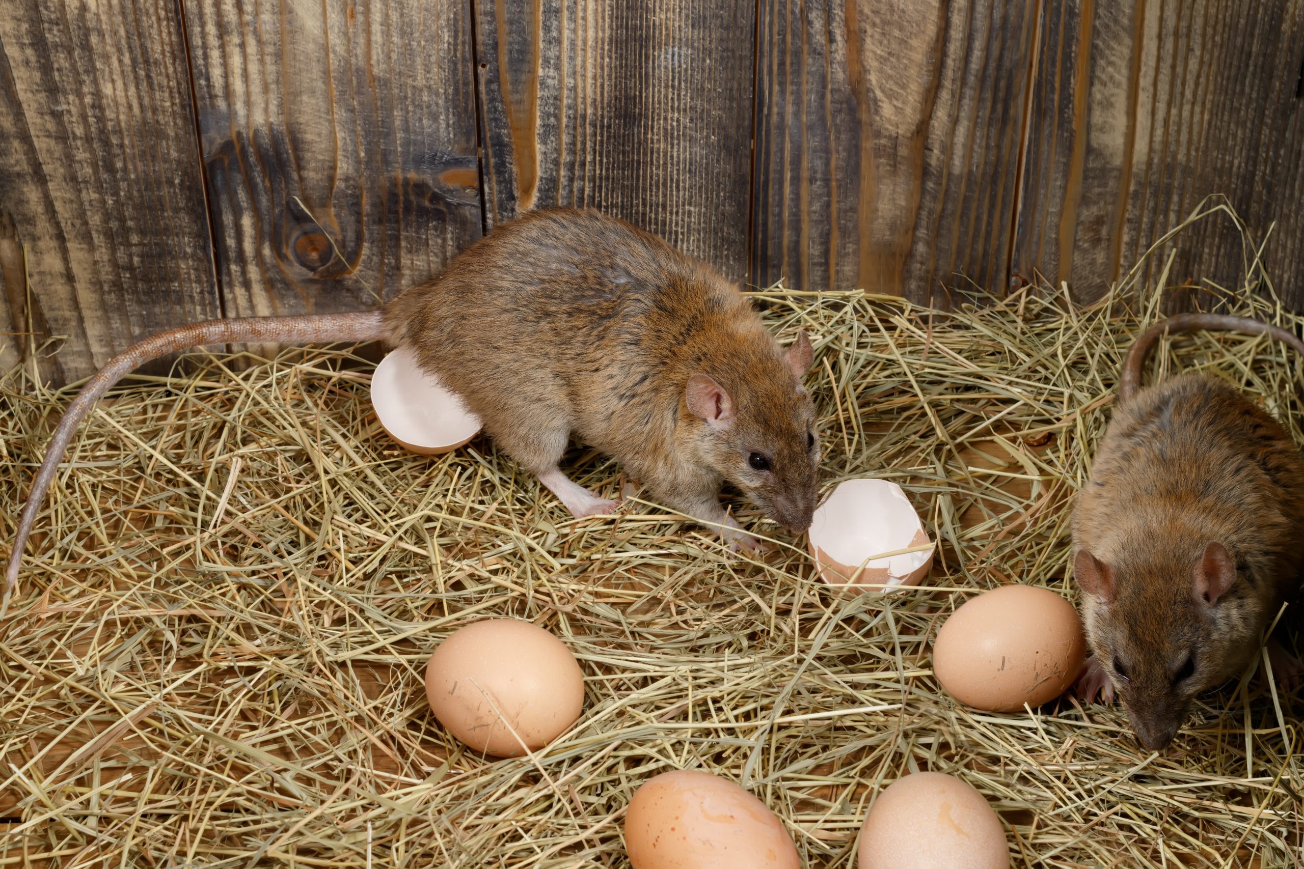 Ratten Kammerjäger Ratten Kammerjäger