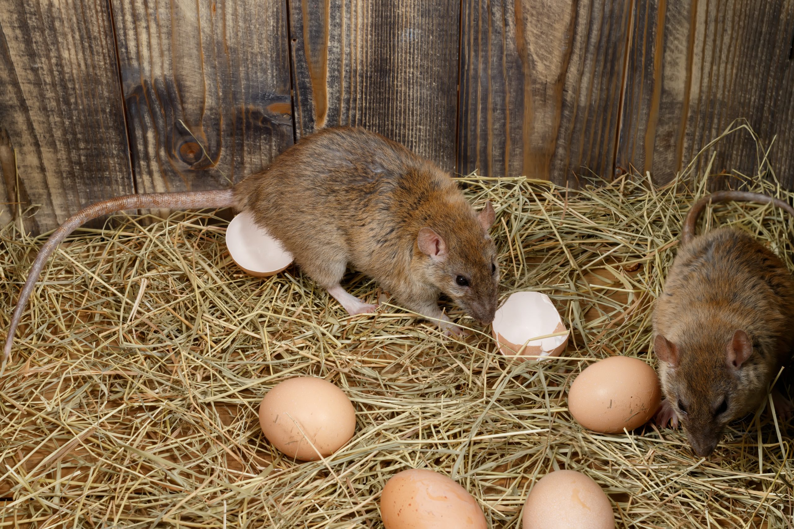 Ratten Kammerjäger