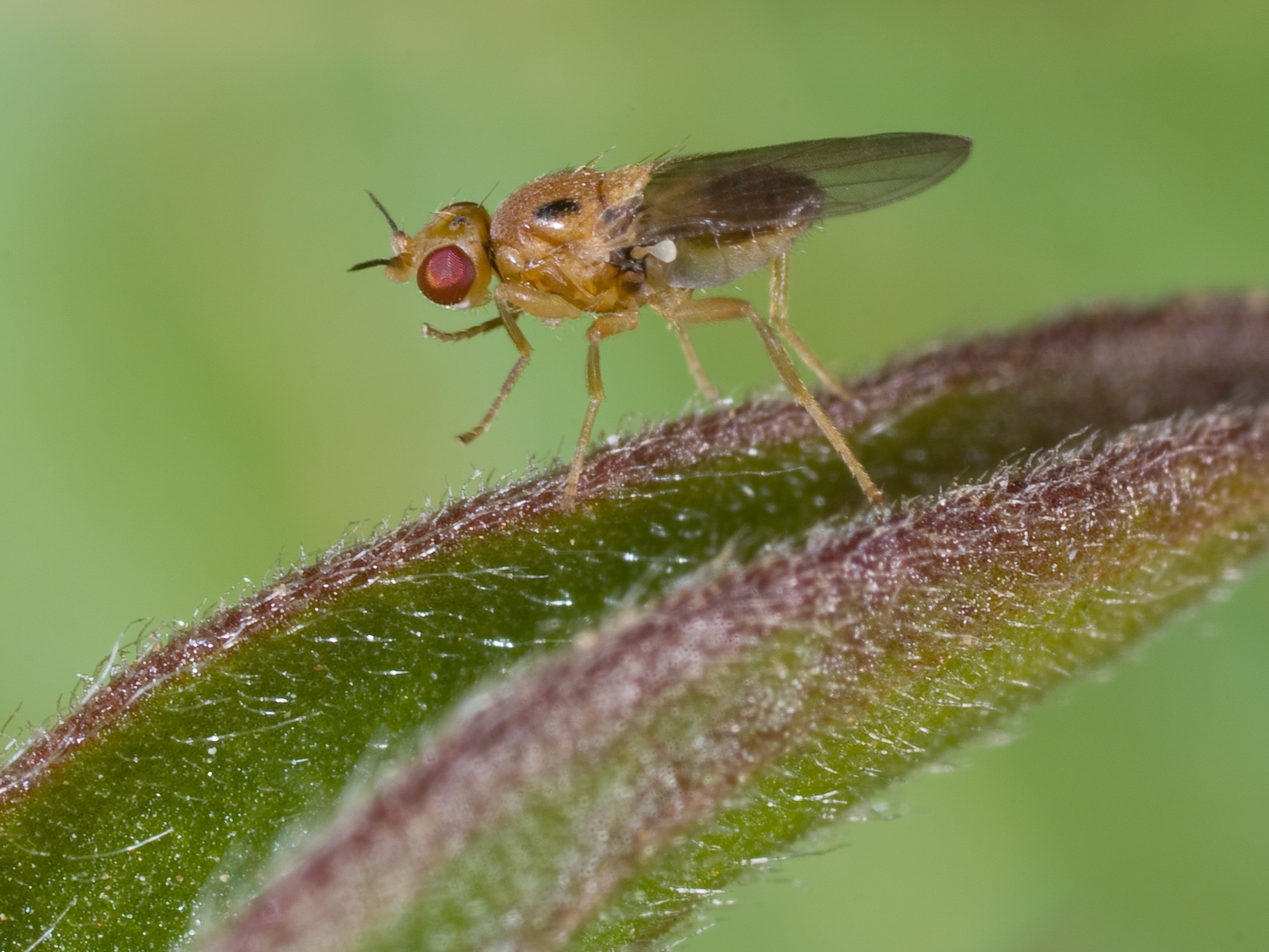 Halmfliegen bekämpfen