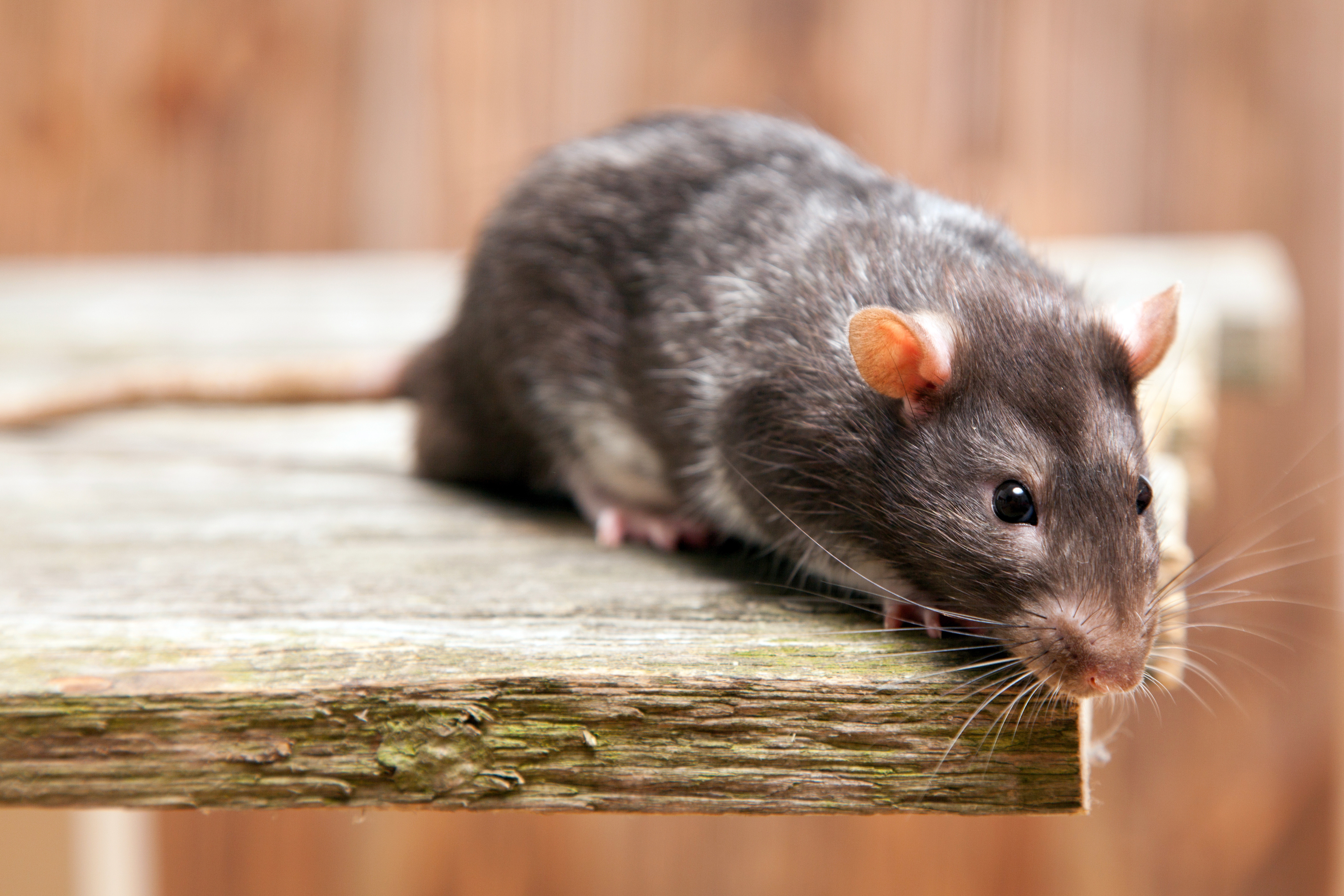 Ratten bekämpfen Apel Schädlingsbekämpfung
